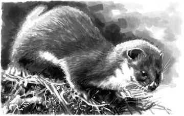 Original drawing "The Weasel"