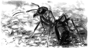 Dibujo original "La hormiga"