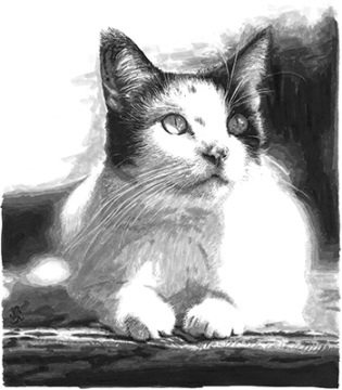 Dibujo original "El gato del capítulo 19"