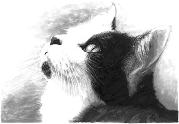 Original drawing "The cat of chapter 15"