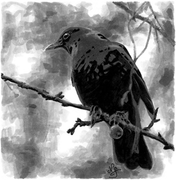 Original drawing "The blackbird"