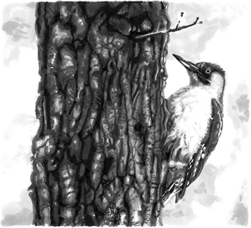 Original drawing "The great spotted woodpecker"